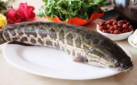 黑鱼生活在什么地方,怎么钓抓？