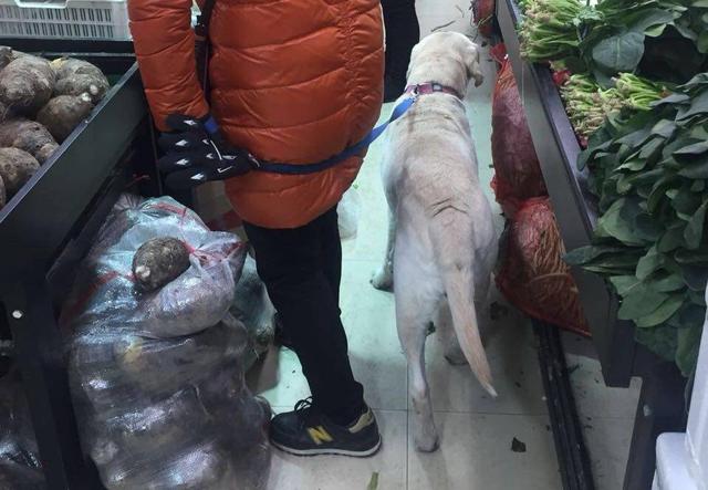 少女与白狗:12岁女孩偷邻居家的狗出来玩，却把八旬老致死，邻居要负责吗？