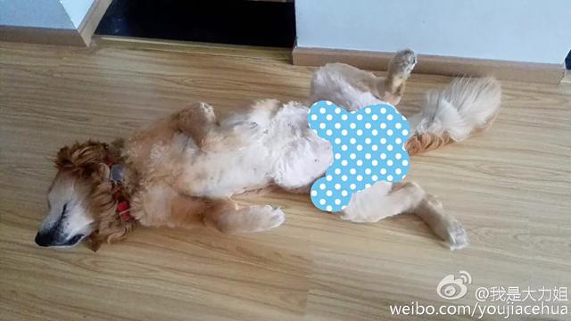 绿鱼狗照片:有人说金毛成为了受欢迎的宠物狗，你怎么看？