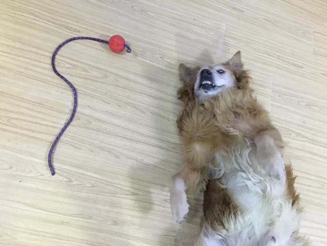 绿鱼狗照片:有人说金毛成为了受欢迎的宠物狗，你怎么看？