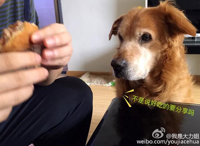 绿鱼狗照片:有人说金毛成为了受欢迎的宠物狗，你怎么看？