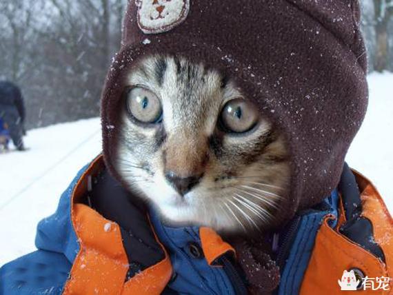 宠物服装:给宠物猫狗穿衣服到底御寒吗？