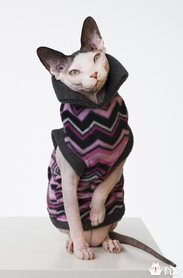 宠物服装:给宠物猫狗穿衣服到底御寒吗？
