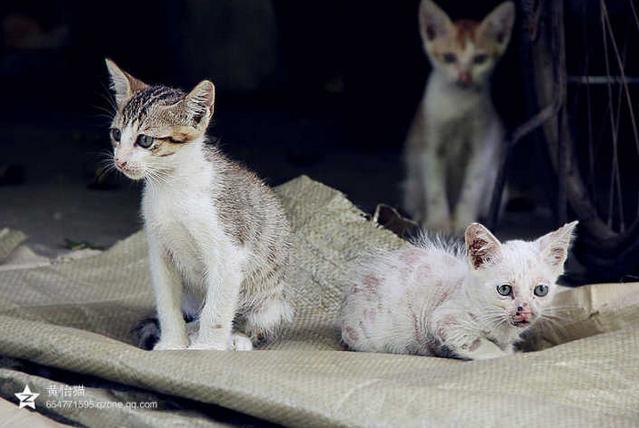 女孩收养流浪猫狗感染险丧命:期喂养流浪猫狗，咬伤人的话要赔偿吗？