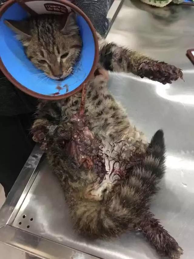微波炉虐猫事件:山东理工虐猫大学生被退学，合法合规吗