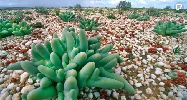 多肉植物属于热带植物吗,为什么那么怕热呢？