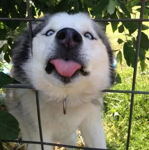 哈士奇和杜宾犬打架谁会赢呢:哈士奇智商真的很低吗？为什么老是被黑智商低？