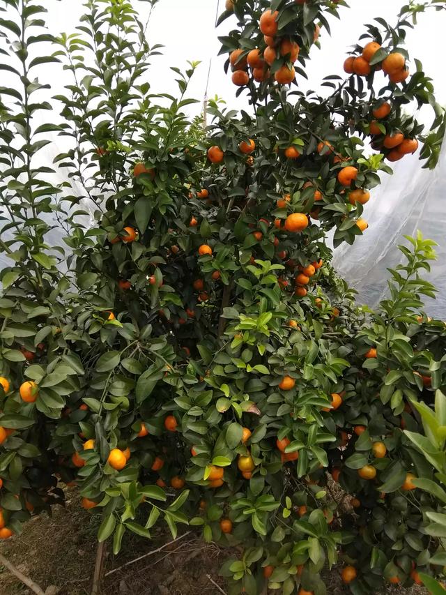 头条问答 - 沙糖桔结果树局部叶片变黄,是什么原因?(11个回答)