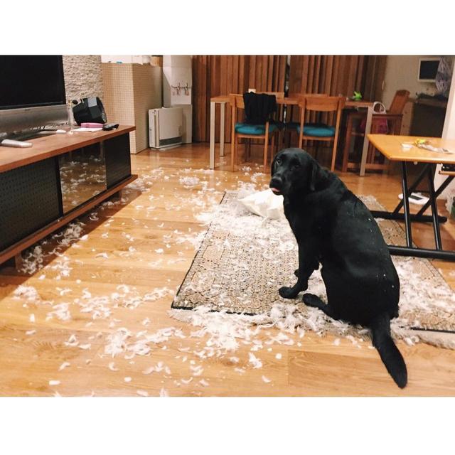 中华田园犬智商怎么样:中华田园犬和藏獒哪个更聪明一些，为什么？
