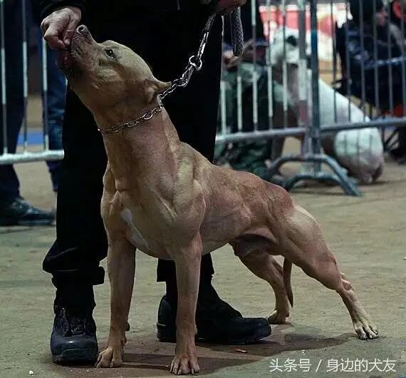 比特犬中国龙图片