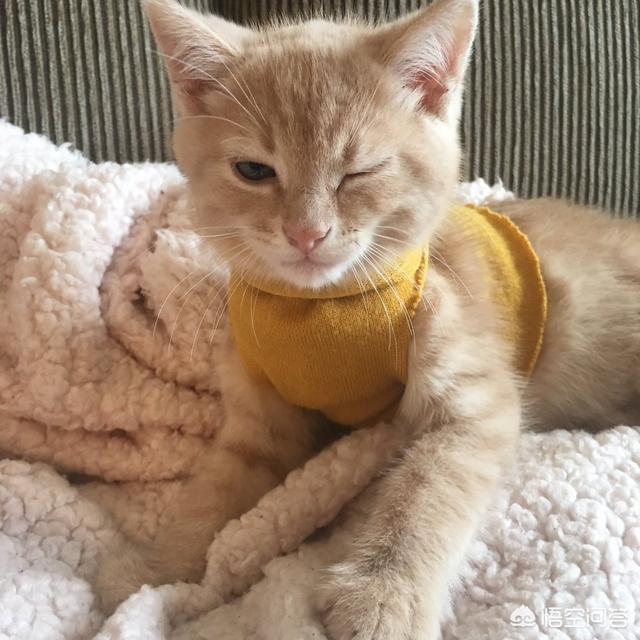 猫图片大全可爱:爱喵人士，可否发一张你们喵主子的可爱照片呢？