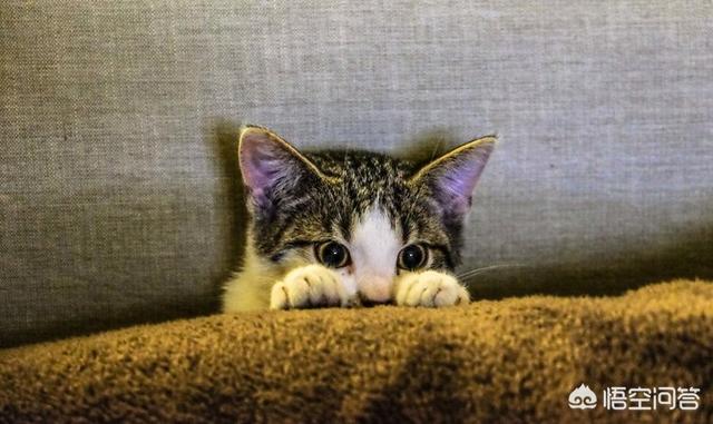 猫图片大全可爱:爱喵人士，可否发一张你们喵主子的可爱照片呢？