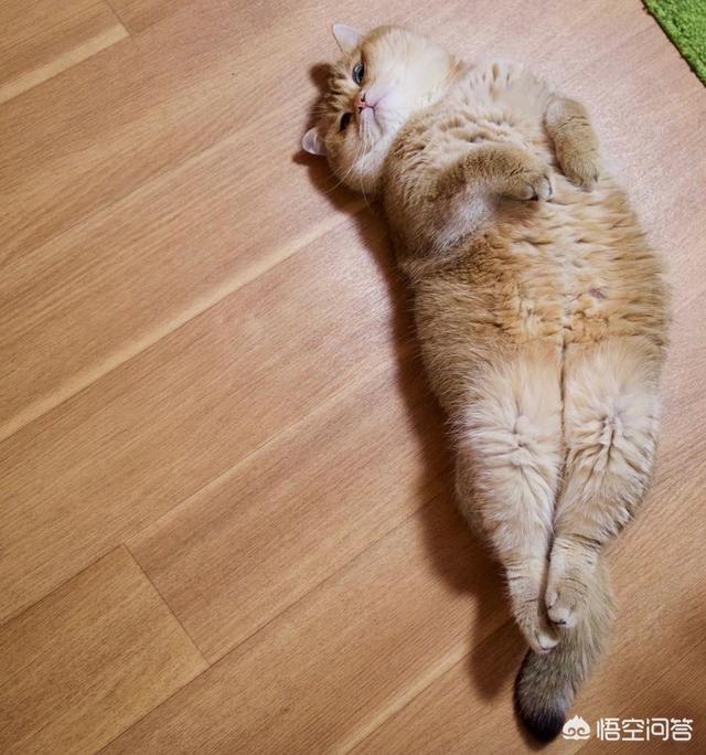 猫图片大全可爱:爱喵人士，可否发一张你们喵主子的可爱照片呢？