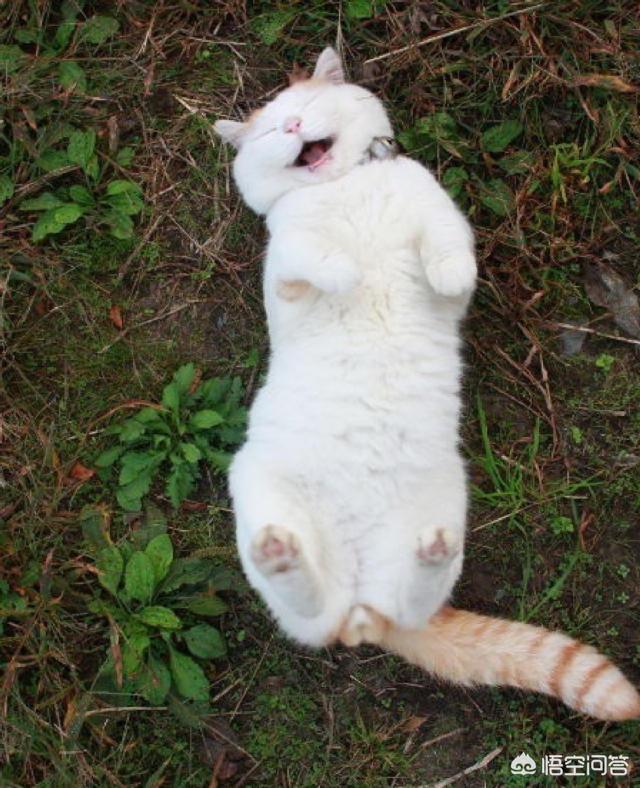 小猫跳出来轻轻咬一下腿就跑:小猫轻轻咬人是什么意思呢？ 小猫夹着尾巴转圈然后抽搐