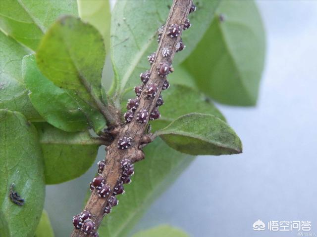 介壳虫 洗衣粉:如何根治蚧壳虫或者最大程度缓解蚧壳虫？