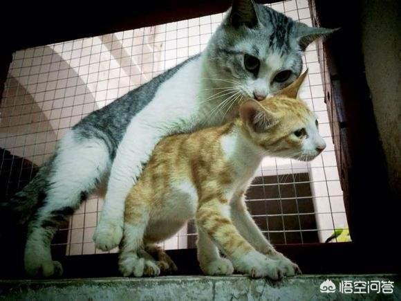 猫咪吃西瓜动图:我家猫居然喜欢吃油麦菜，你家宠物有没有什么奇葩的爱好？