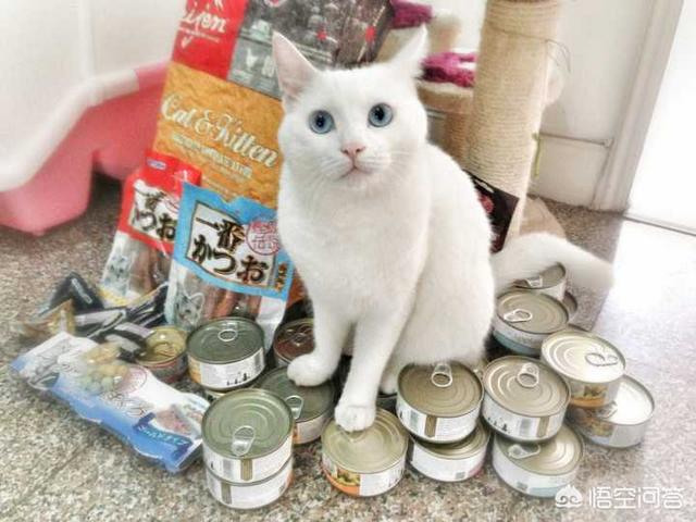 家猫多少钱:家猫多少钱一只正常价 养只猫大概要花费多少钱呢？