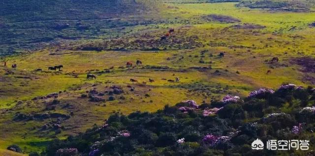 娘娘山海拔,贵州盘州市哪个景区最好玩？