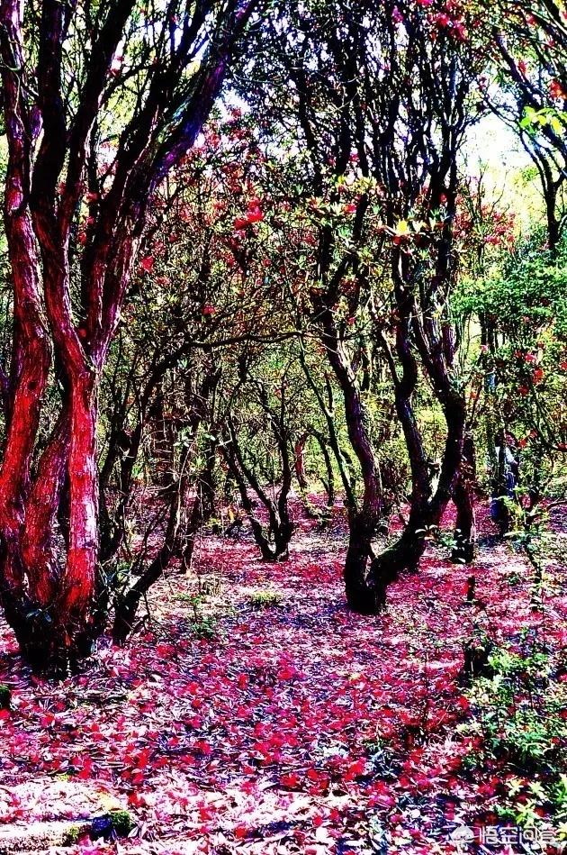 娘娘山海拔,贵州盘州市哪个景区最好玩？