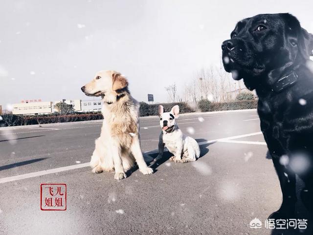 唐伟敏训犬教程百度网盘:去哪里可以学习当一名训犬师？