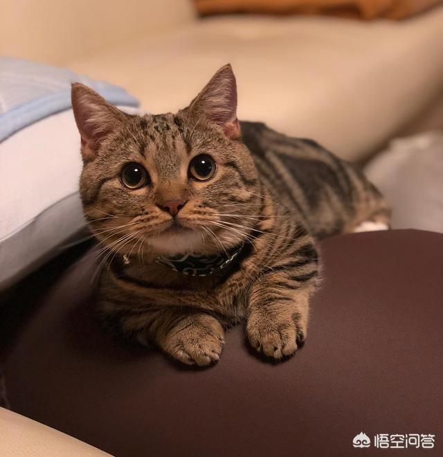 养猫好吗:为什么有些人很喜欢养猫？
