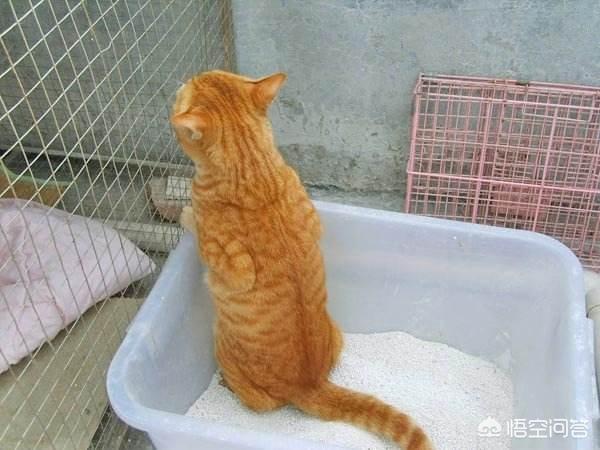 为什么我家猫不会埋屎:为什么猫大小便都会先挖个坑，拉完后也懂得把便便埋掉呢？