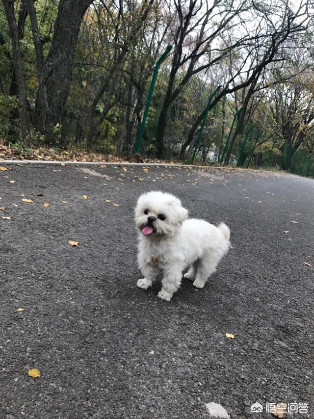 猫叔图片:#宠爱日# 你收养过流浪动物吗？你和它有什么故事？