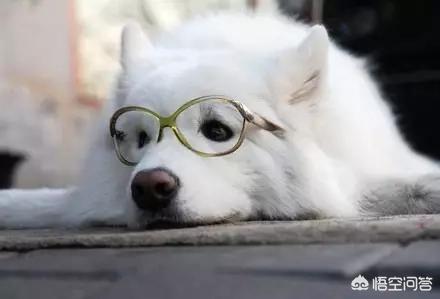 哈时期:俄式“哈士奇”级核潜艇，性能比名字更靠谱吗？ 哈时玛是大牌吗