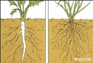 头条问答 植物种植中 根的变态是什么意思 1个回答