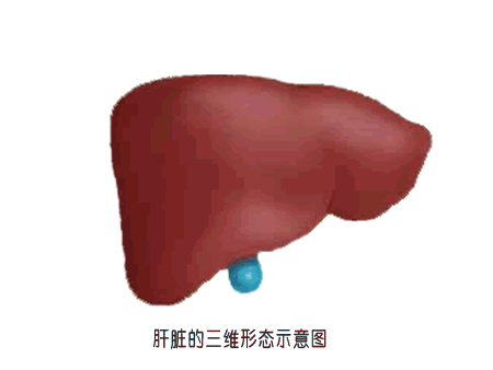 肝炎的治疗原则:重型肝炎的治疗原则 如何治疗肝炎？民间的中医真能治好吗？