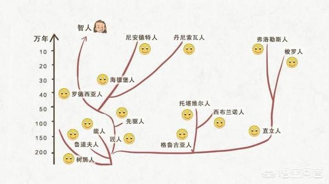 克罗斯河大猩猩仅200只:为什么其他动物有许多许多的品种，人类只有3种？