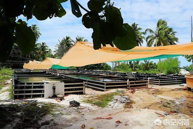 玉带活了是什么样子的,人生百态，你活成了什么样子？