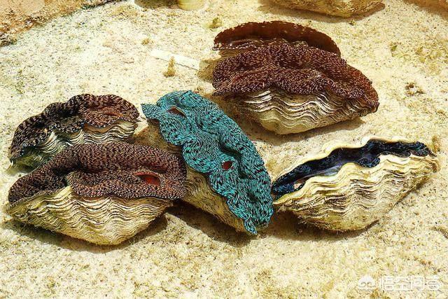 玉活了是什么样子的,砗磲活着的时候是什么样的？