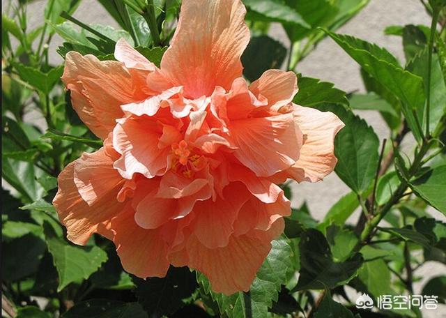 头条问答 什么花既好看又易养 养花那点事的回答 0赞