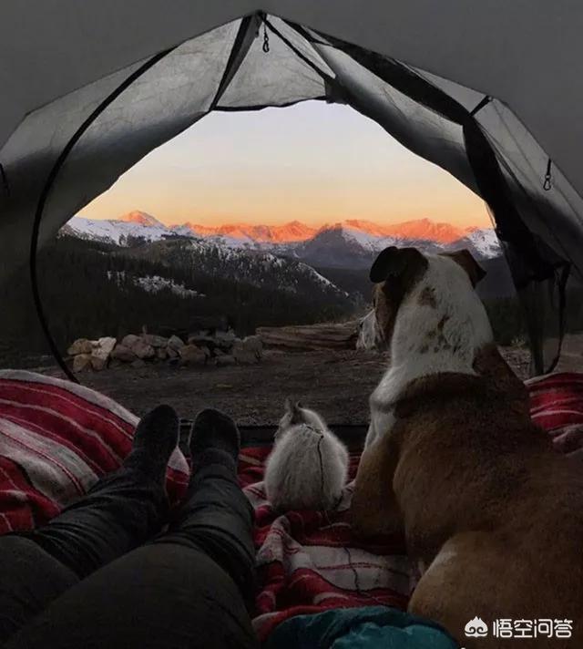 东莞训犬视频:怎么解决狗狗晕车的问题？ 东莞训犬俱乐部