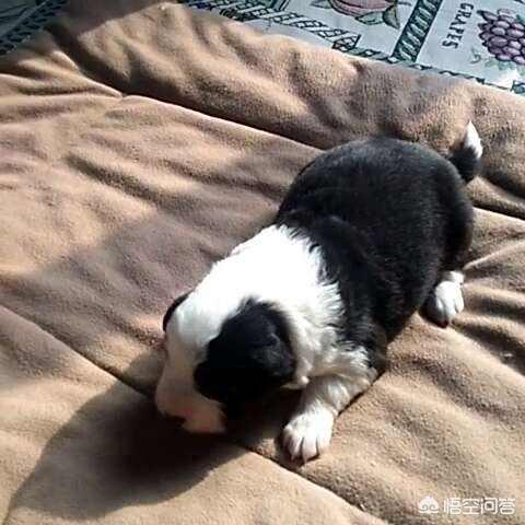 满月小狗换奶粉后出现拉稀，怎么办