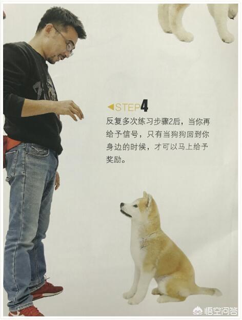 朵拉训练狗狗在线小游戏:如何训练狗狗在遛狗时就在你身边，不往前冲，也不扑人和到处闻？ 朵拉救狗狗小游戏试玩