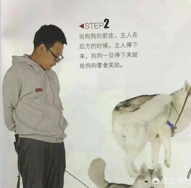 朵拉训练狗狗在线小游戏:如何训练狗狗在遛狗时就在你身边，不往前冲，也不扑人和到处闻？ 朵拉救狗狗小游戏试玩