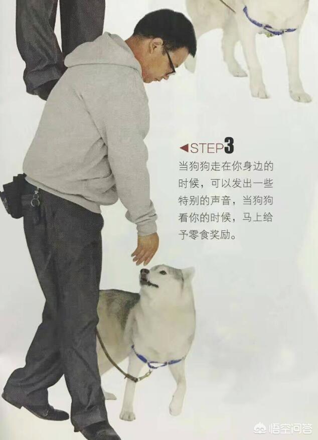 朵拉训练狗狗在线小游戏:如何训练狗狗在遛狗时就在你身边，不往前冲，也不扑人和到处闻？ 朵拉救狗狗小游戏试玩
