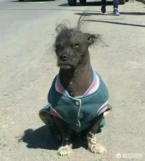 冠毛犬这么丑，为什么还会有人养？