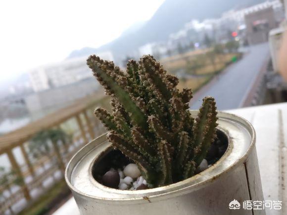 橡皮树图片:你知道有哪些养不死的盆栽吗？