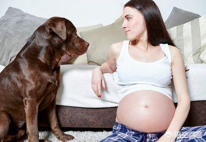 孕妇养猫的好处和坏处:对动物毛不过敏，怀孕了可以养猫吗？