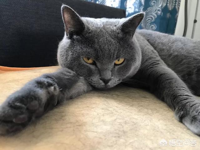 大学自习室贪睡母女猫走红:都说大学四年文科闲死，理科累死，大家怎么看？