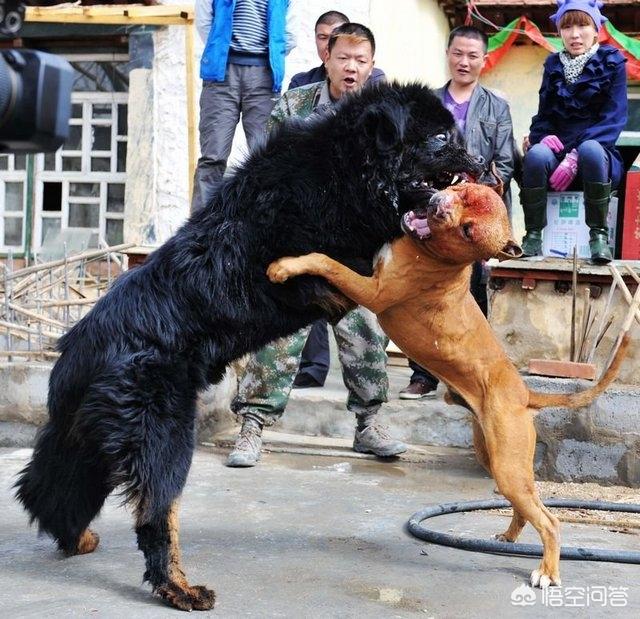 藏獒斗狮子老虎:藏獒和狮子老虎 比特犬vs藏獒，哪个会赢？