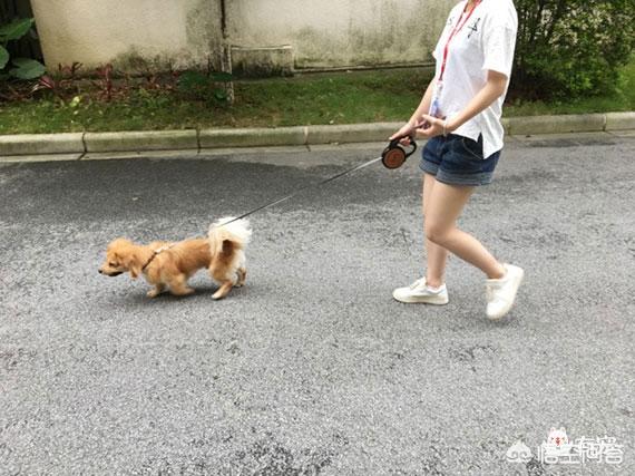狗项圈 大型犬 牵引绳:狗狗栓上牵引绳就不走了怎么办？ 大型犬牵引绳项圈品牌推荐