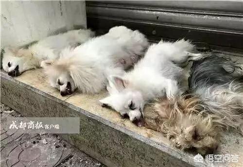 给狗割声带:有人花1万元给自家猫割了双眼皮……有问过猫的感受吗？