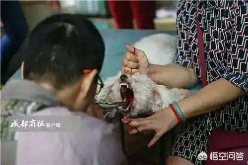 给狗割声带:有人花1万元给自家猫割了双眼皮……有问过猫的感受吗？