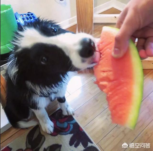 边境牧羊犬论坛:饲养边境牧羊犬，有什么比较难的地方？ 边境牧羊犬论坛