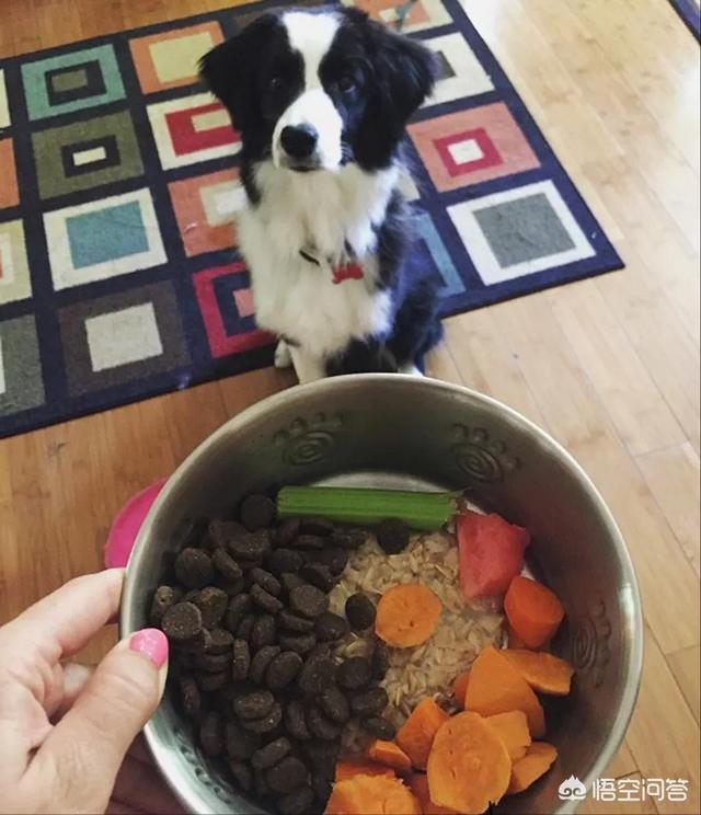 沈阳边境牧羊犬吧:想养一只中小型的狗，雪纳瑞和边牧哪个好一点？