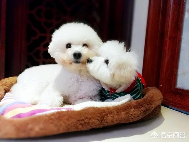 宠物服装冬装:狗狗冬天有必要穿衣服吗？